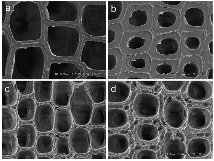 低溫等離子體改性前后的木材早材細(xì)胞壁(a、c)和晚材細(xì)胞壁(b、d)
